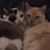 Susan D Freeman's profile image