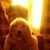 Fares Mohamed's profile image