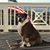 Susan Peveler's profile image