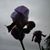 Iris Taylor Geller's profile image