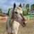 Holly Caswell's profile image