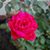 Tami-Fred Key's profile image