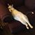 Helen Brown Lenaerts's profile image
