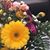 Lisa Thurston Crickenberger's profile image