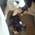 Sharon Belson's profile image
