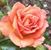 Laura Fowler's profile image
