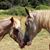 Connie Iseli Kissell's profile image