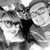 Lisa Craig Wigg's profile image