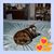 Doreen K Pactol's profile image