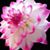 Missy Recker's profile image