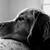 Tracy Matthews's profile image