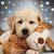 Karen Zimmerman Renn's profile image