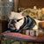 Isabelle CV's profile image