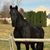 Kathleen Longenecker's profile image