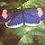 Sylvia Marenger's profile image