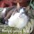 Jenni Campbell's profile image