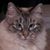 Diana M. Briano's profile image