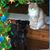 Debbie-David Goodin's profile image