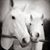 Julie Kinzel's profile image