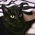 Laura Meow's profile image