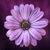 Gayle Graziano's profile image