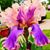 Carmelita Rigg's profile image