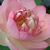 Dorothy Russell's profile image