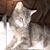 Christie Catlady Norton's profile image