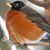 Linh Luu's profile image