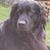 Sigrid Renner's profile image