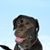 Michael J Perona's profile image