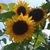 Amanda Johnson Perkins's profile image