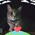 Jo Nelson's profile image