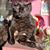 Paola Eliza Gamez's profile image