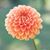 Paula Brach's profile image