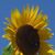 Judi Berger's profile image