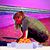Courtney Del Ponte's profile image