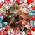Lois Bolonkin Fisch's profile image