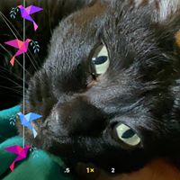 Mary Jane Kittle's profile image
