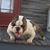 Chuletas Pinedo's profile image