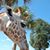 Linda Parker's profile image