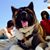 Steve Palladinetti's profile image
