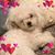Karen Michelle Morris's profile image