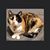 Dennis Testerman's profile image