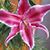 Linda Blight's profile image