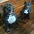 Cheryl Ramsfield-Gibson's profile image