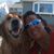 Cheryl Blaine's profile image