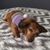 Roxanna Jacobs-Icenogle's profile image