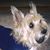 Rose Hachtel Buesker's profile image