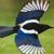 Marcella Shaver's profile image